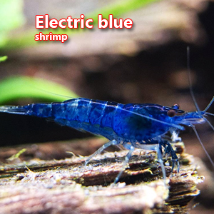 Electric blue shrimp